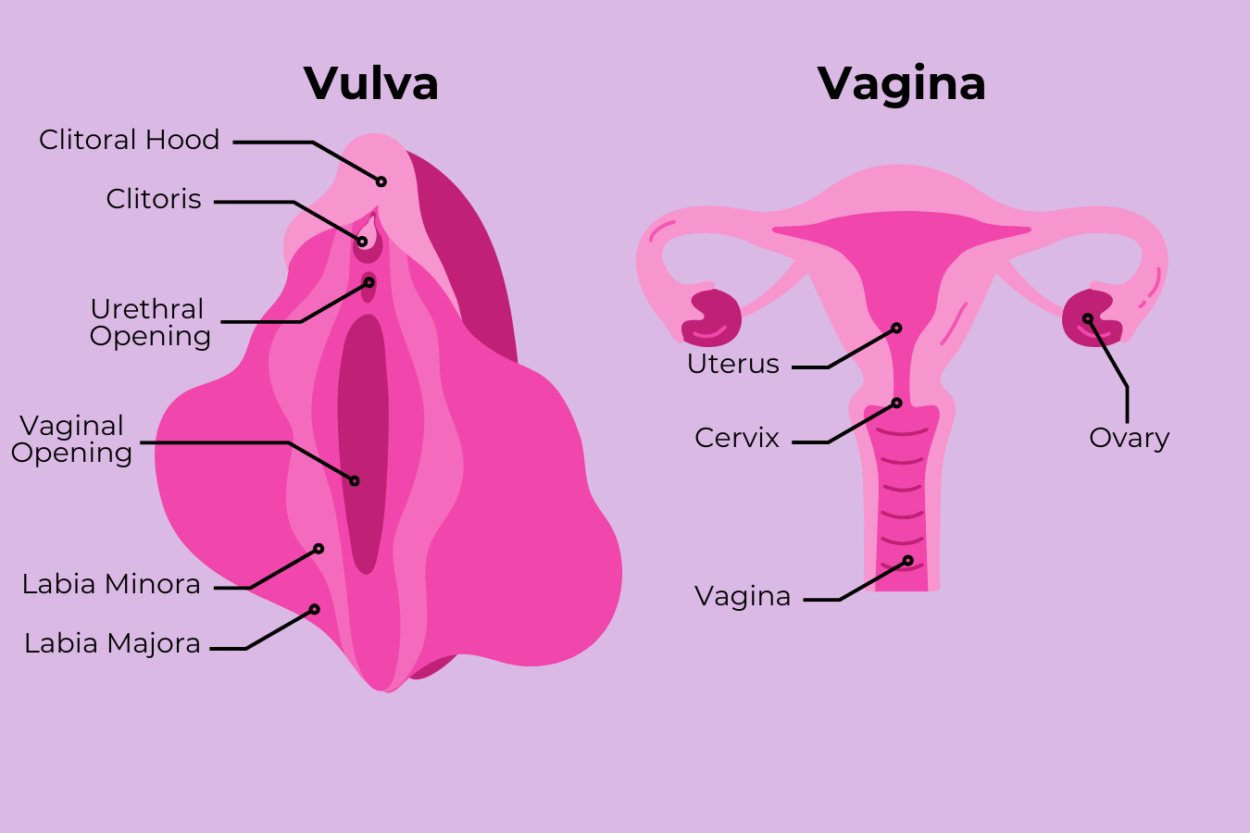 Let's Talk About Anatomy: Vulvar and Vaginal Health - The Good Spot Store